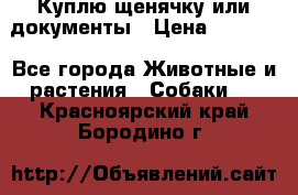 Куплю щенячку или документы › Цена ­ 3 000 - Все города Животные и растения » Собаки   . Красноярский край,Бородино г.